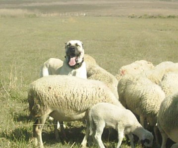 Working Boz Shepherd LGD in Turkey​