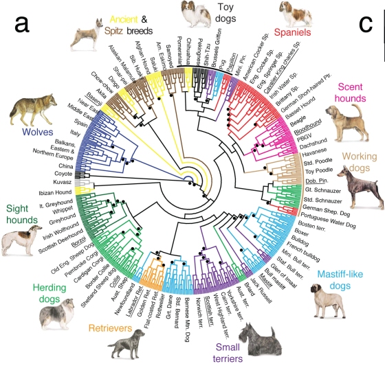 From Ancestral Wolf to Modern Dog:&nbsp;A genetic study​ of 85 breeds suggests that dogs are most closely related to Near Eastern wolves, and were probably first domesticated in the Near East. &nbsp;A simplified family tree of the past 20,000 years …