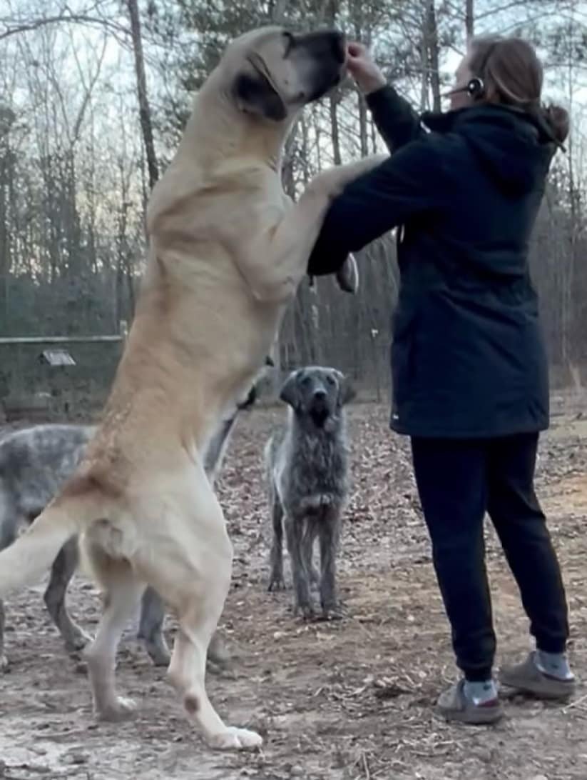 Turkish Boz female Jazz 32"