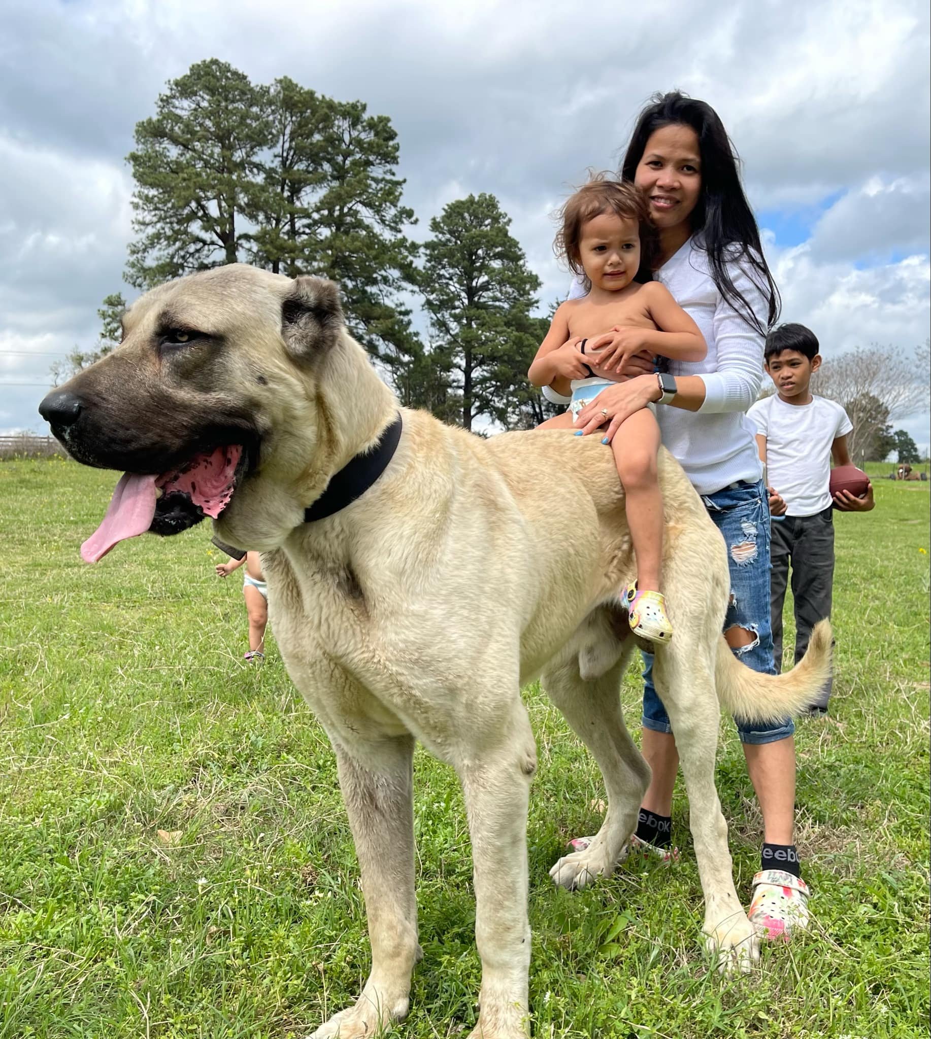 Turkish Boz male 37"