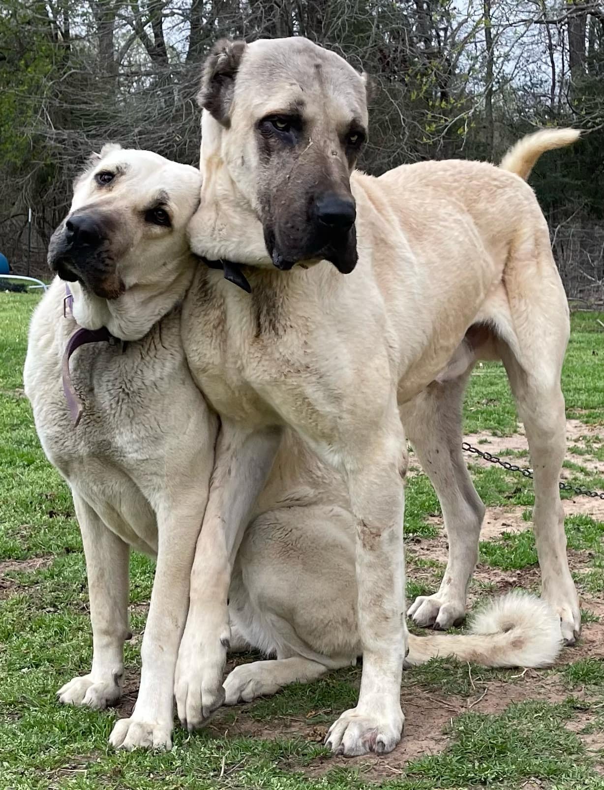 Turkish Boz female Konya 32.75"